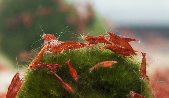 Neocaridina